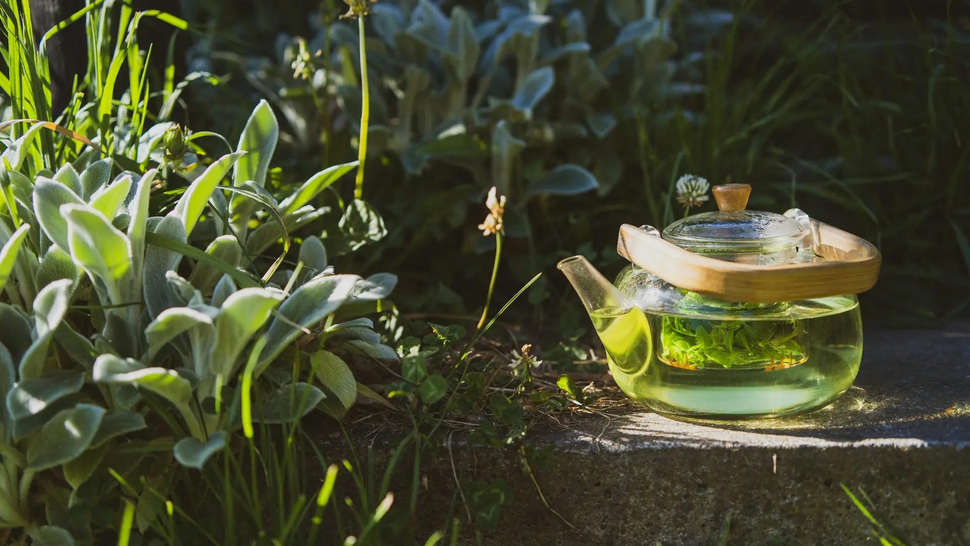 A glass teapot of green herbal tea among garden leaves