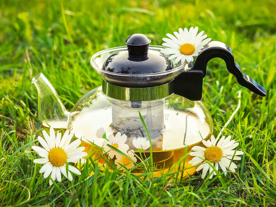 A glass teapot with daisies on a lawn
